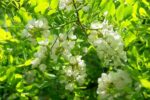 Acaciahoning 100% Kwaliteit - Afbeelding 2